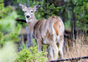 Odocoileus virginianus